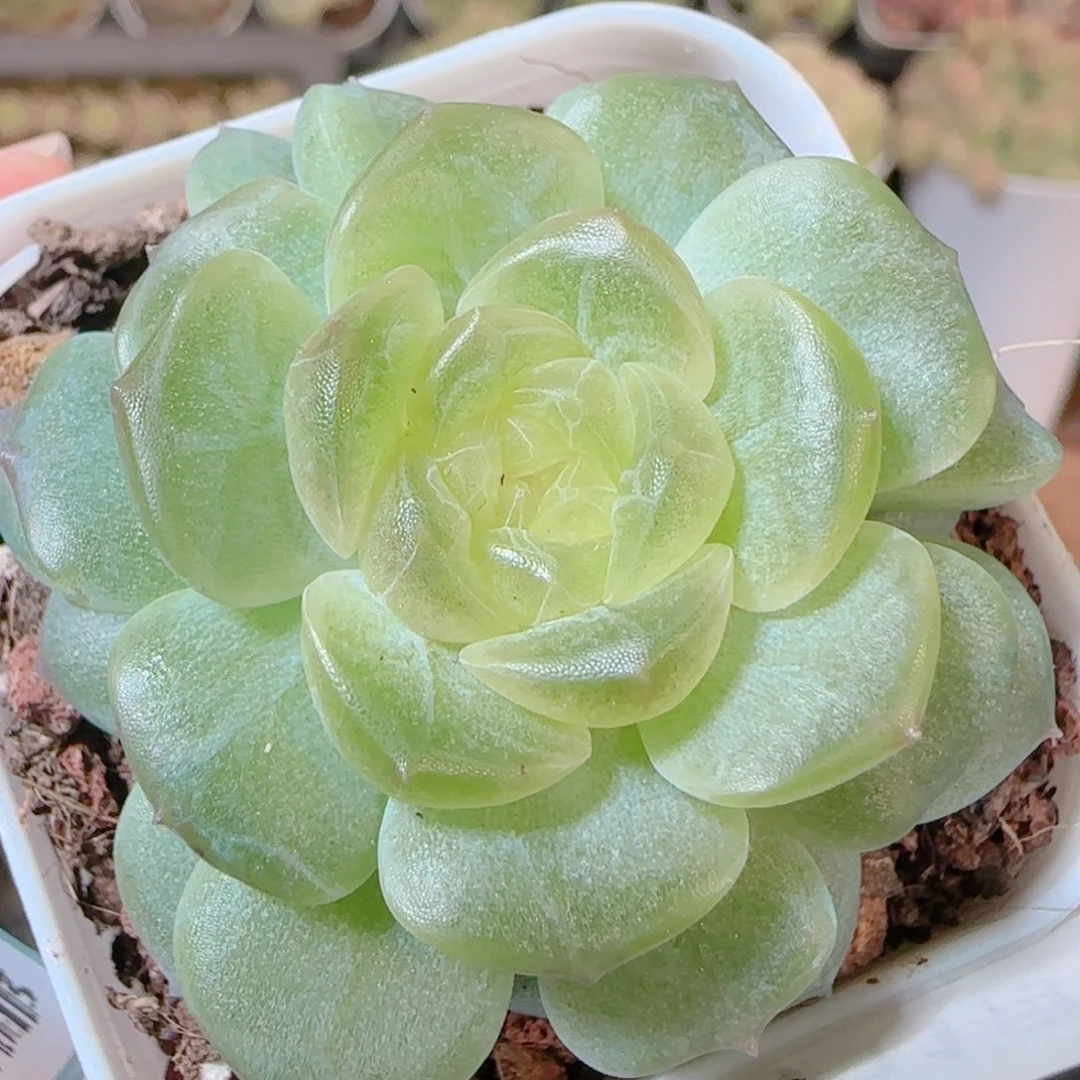 花语逸镜1111-270无尽灯