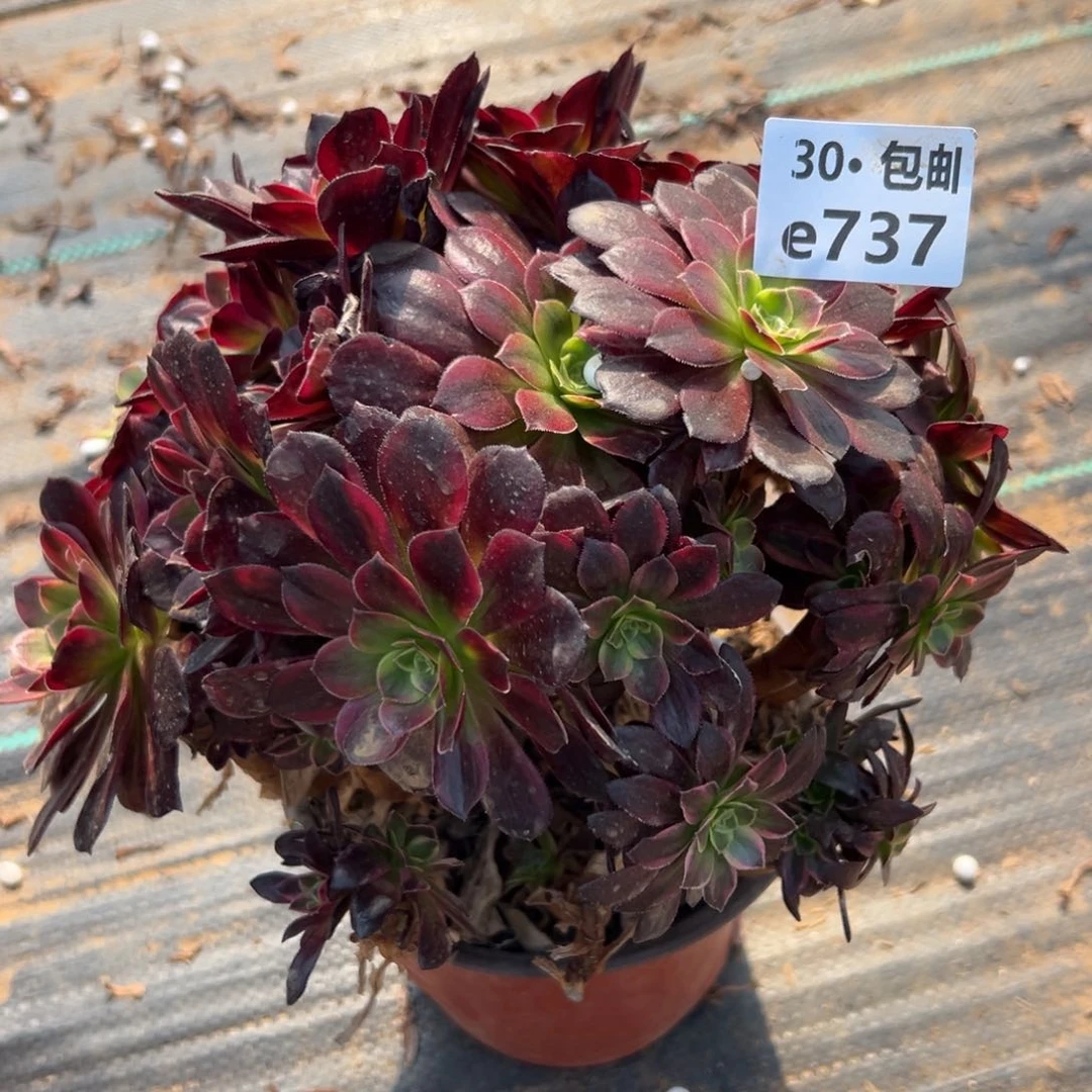 737 多肉法师安娜