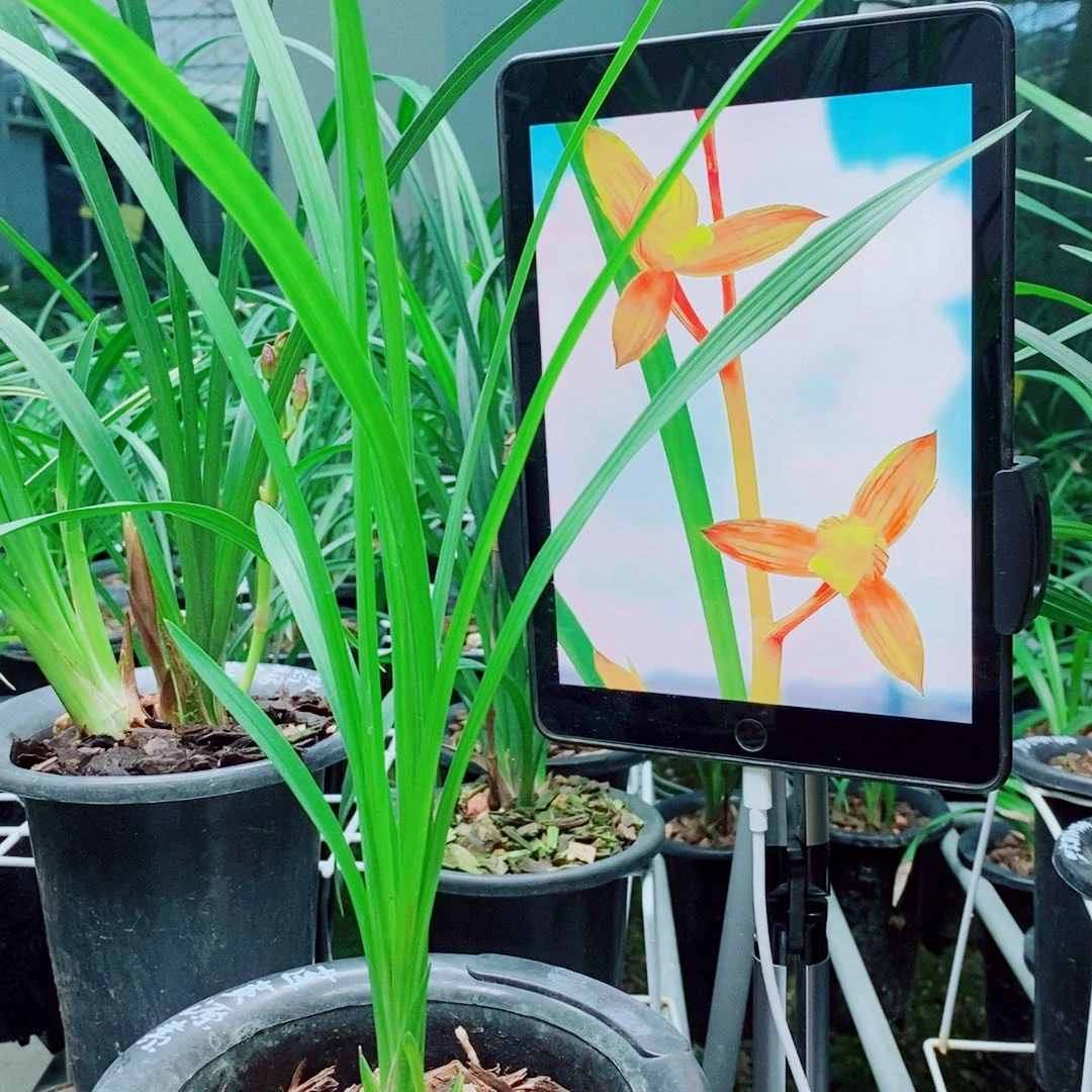 当前无花栽培后可以开花