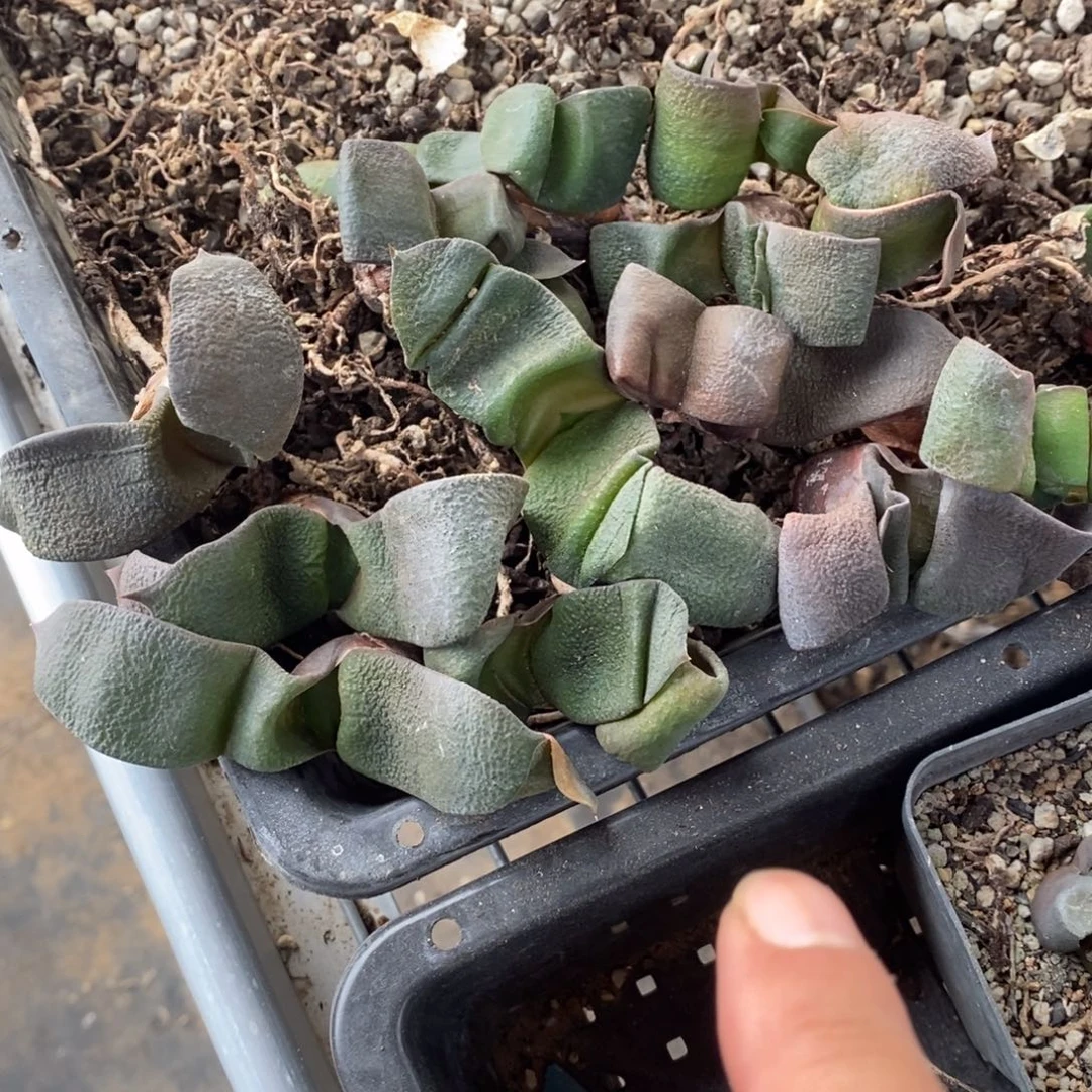 2204 一颗军配卧牛 超级福利