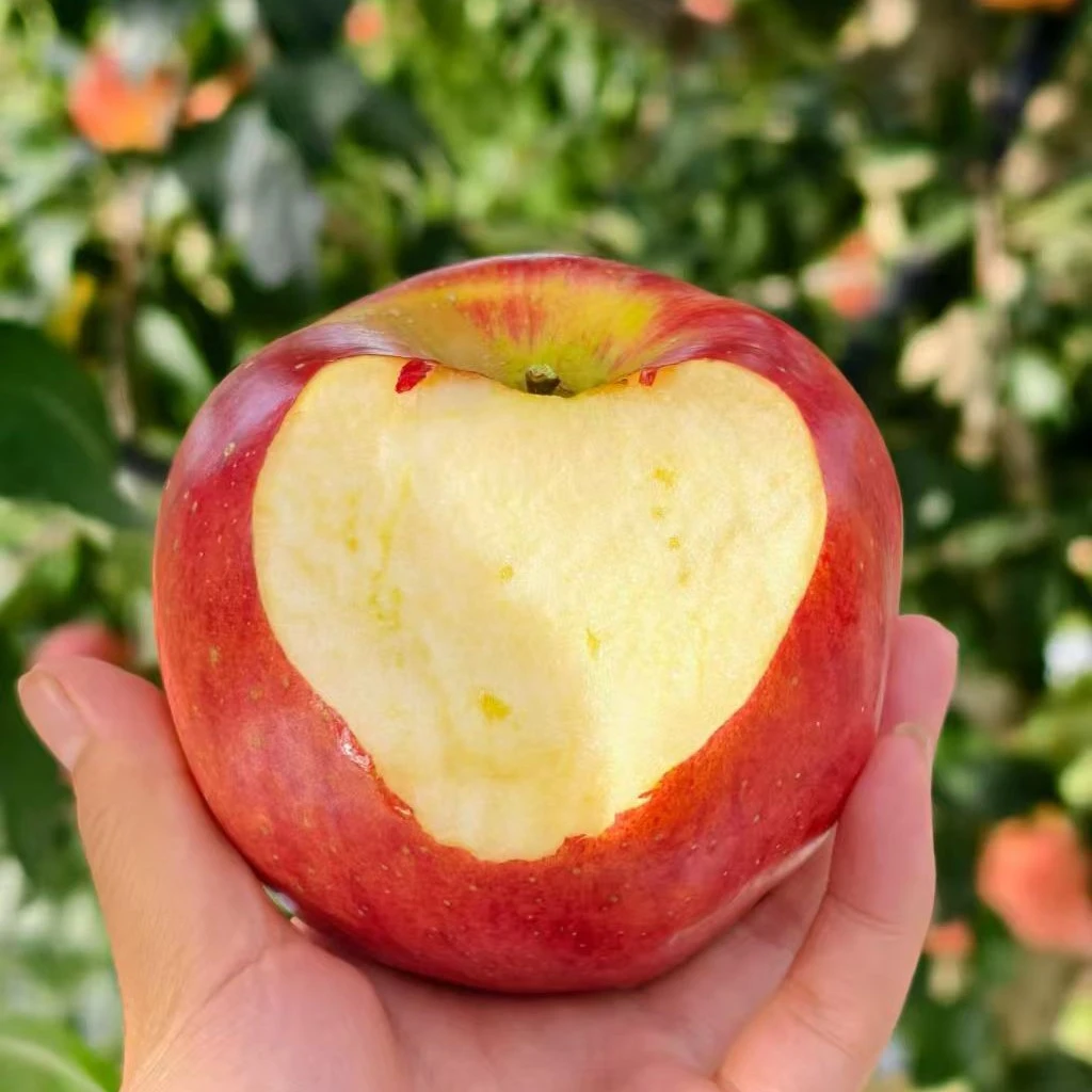 优质云南昭通鲁甸高寒山区苹果现摘当季脆甜酸多汁水果