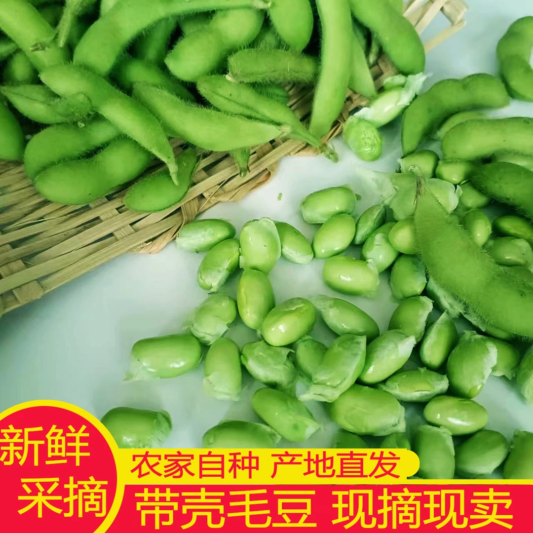 现摘农家自种露天新鲜当季应季带壳毛豆青黄豆荚子时令蔬菜保鲜发