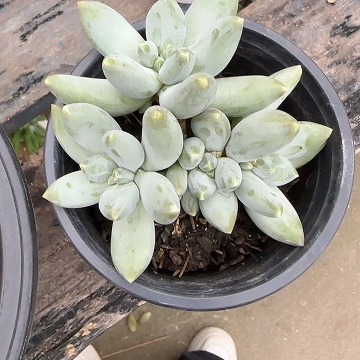 青蛙王子儿童牙膏11