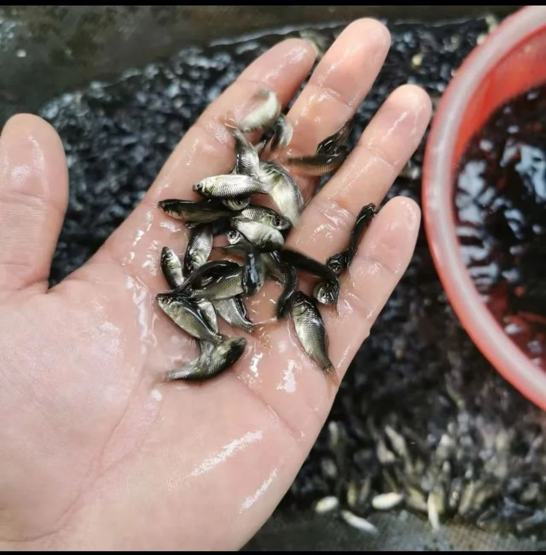 鲫鱼中科五号活体高背鲫鱼