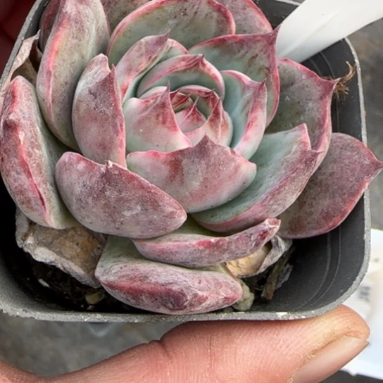 236惊鸿仙子多肉植物多