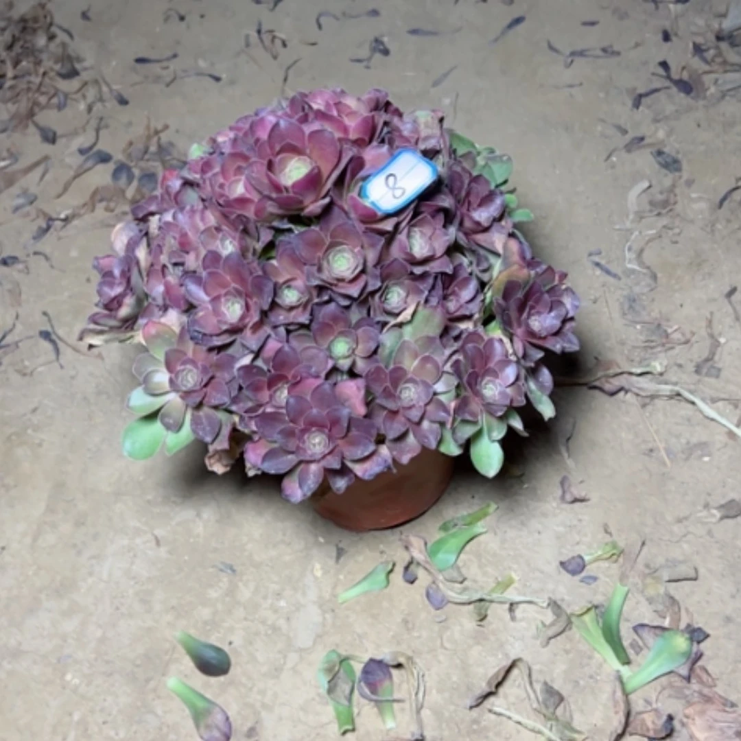【闪购商品】梅**开多肉植物魅金8