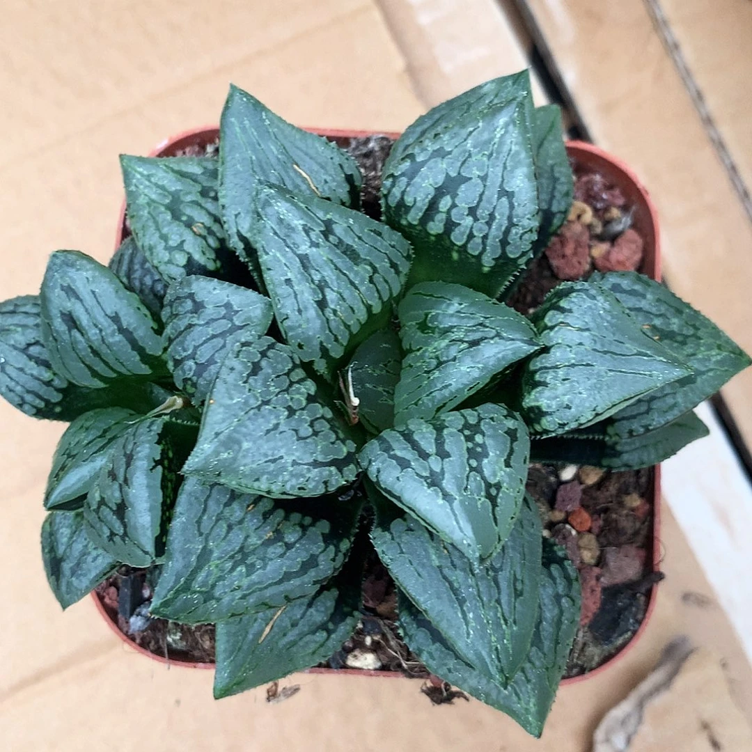 马丽丽，一物一拍，带盆带土