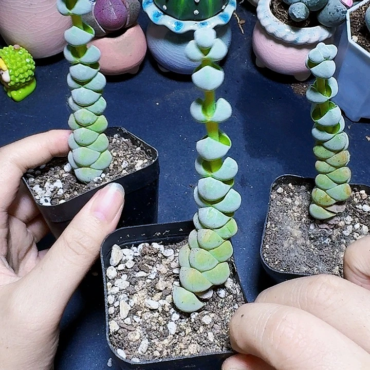 糖葫芦裸根一颗福利