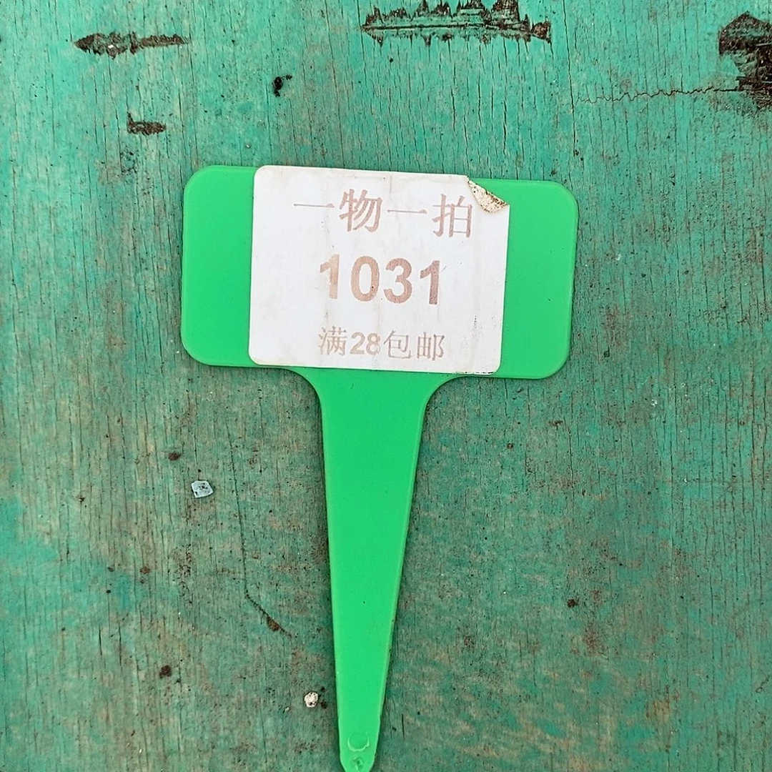 三***姐1031   寄养发货