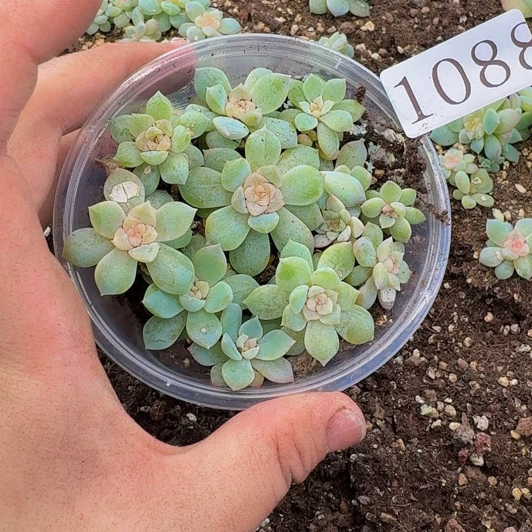 多肉植物多肉植物1088