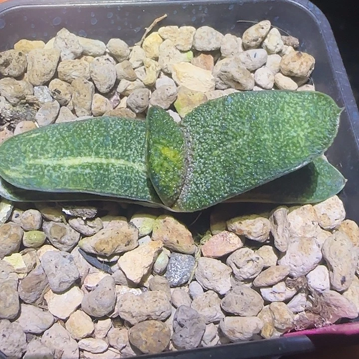 黑莺锦卧牛锦卧牛