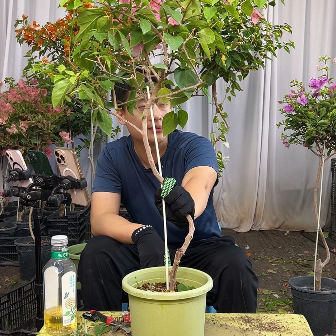 春***旧当前无花栽培后可以开花J41橙粉