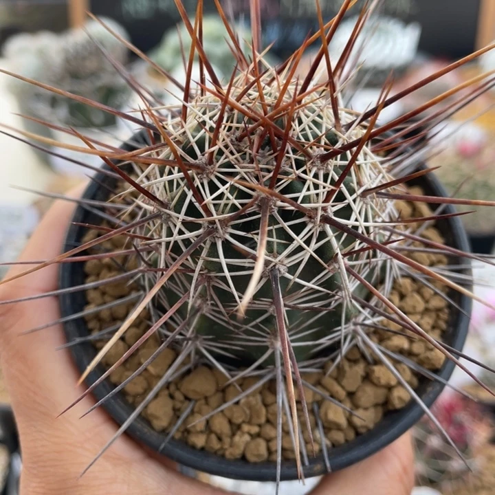 司虾      折后价