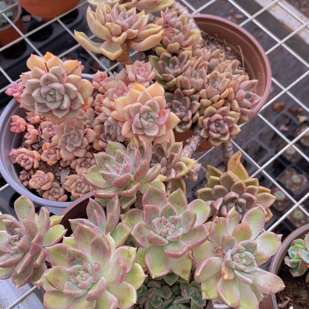绚丽璀璨三盆多头群生老桩