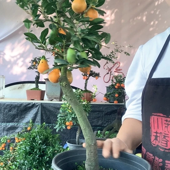 无花朵金弹子血红葫芦