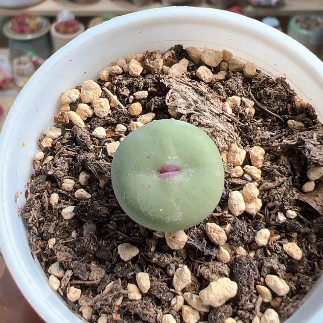 多肉植物188号小红嘴