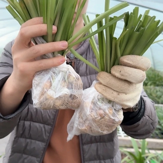 2024年杂交苗 20颗左右一两颗带肋线1.5左右开花不售后