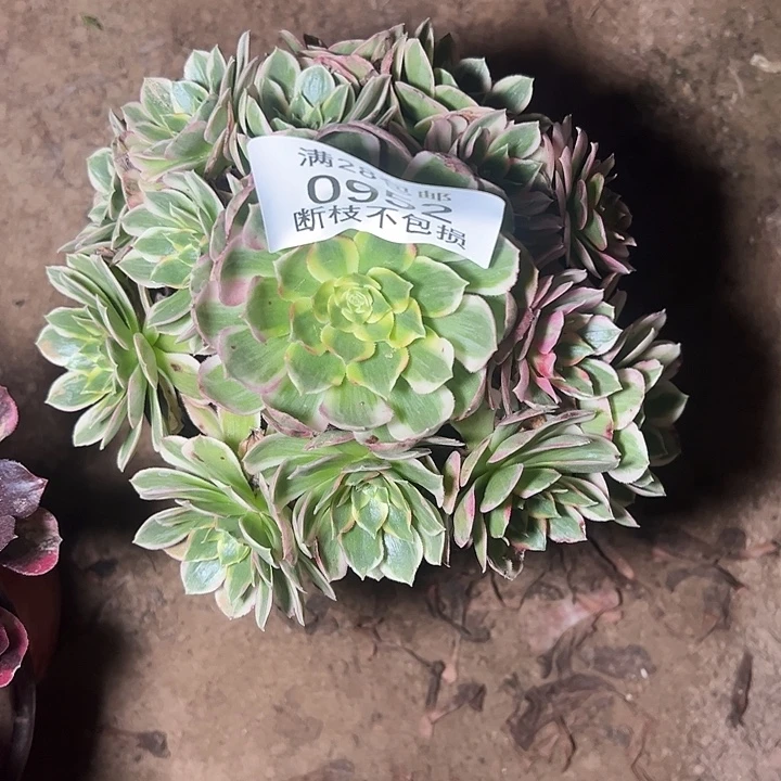 用***50952海王多肉植物