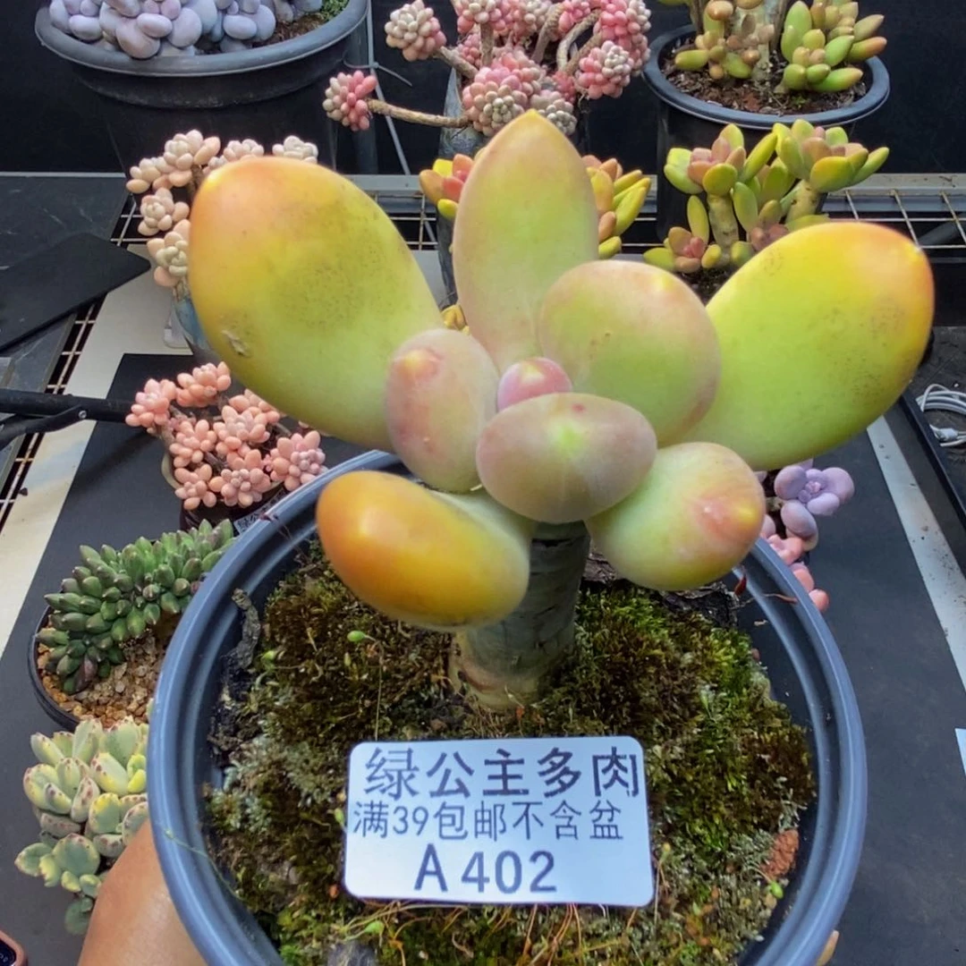 402芒果奶多肉6c m