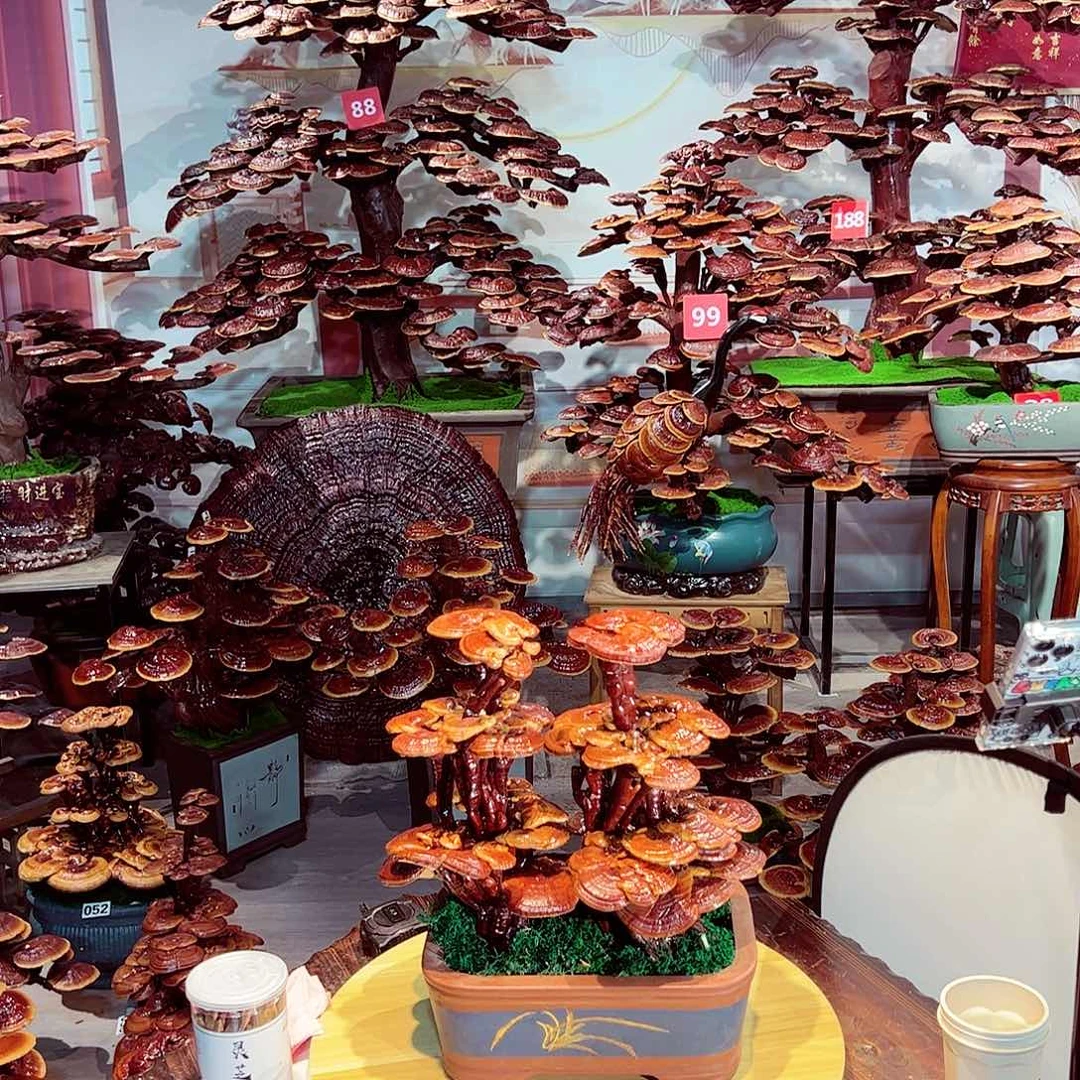 完全开放发财树发财树