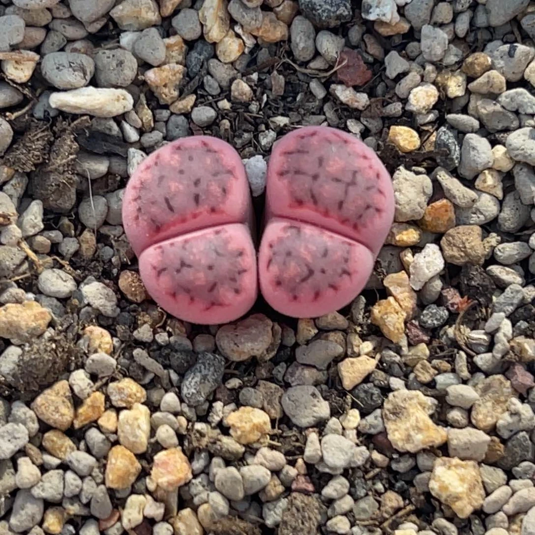 7694双头锦1母本