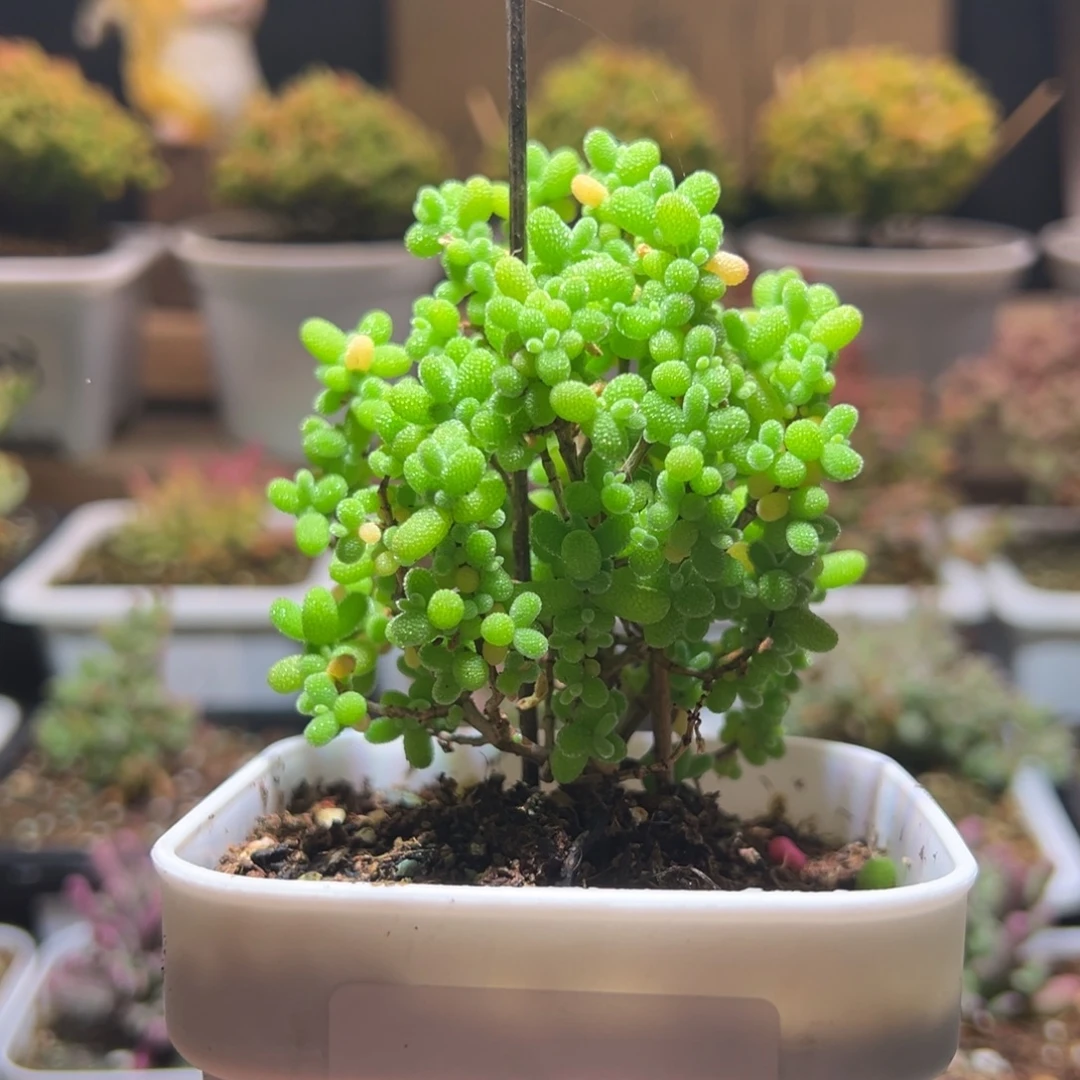 289金桔一物一拍包开箱