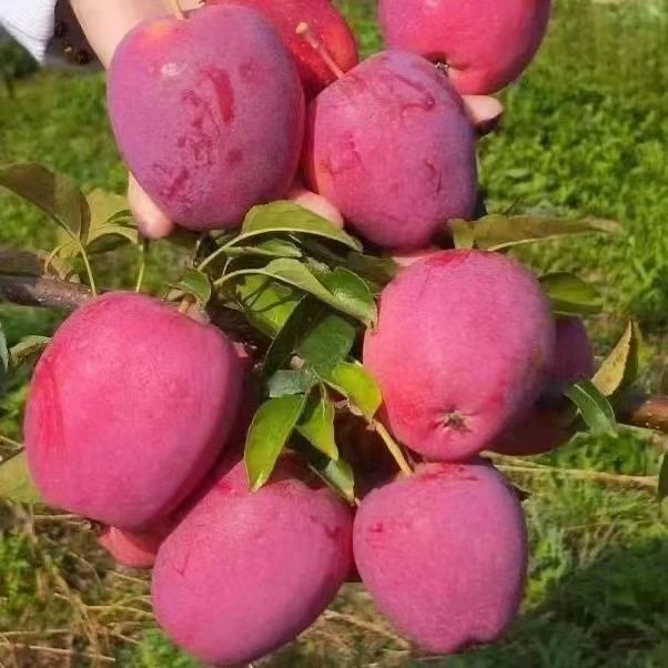 5斤  鸡心果 东北鸡心果  锦绣海棠  现摘现发 坏了包赔