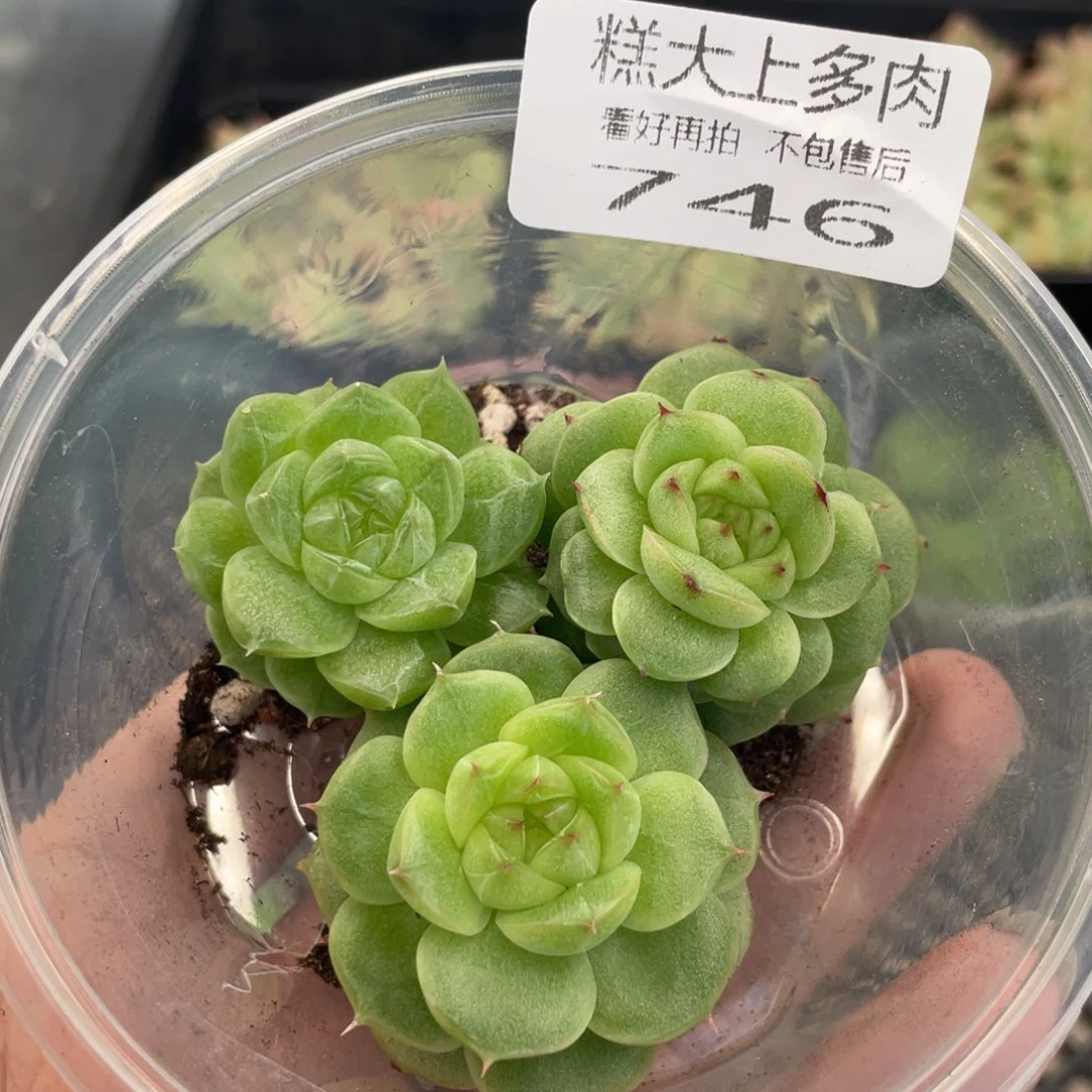 糕大上多肉植物746