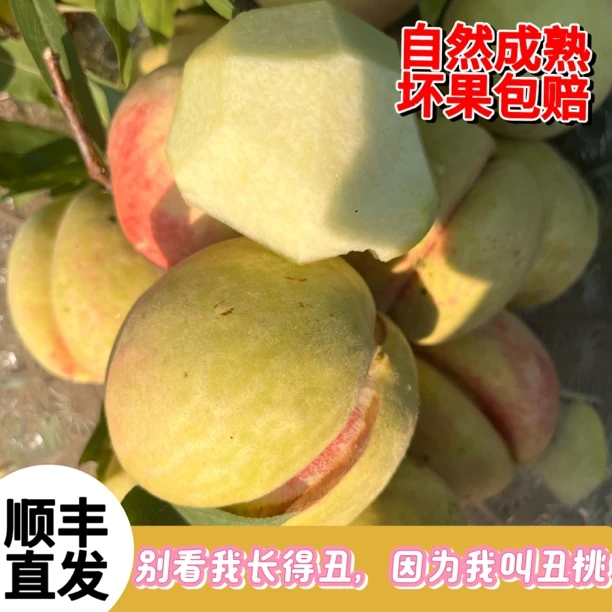 现摘应季脆甜多汁青皮丑桃新鲜水果孕妇小孩都爱吃