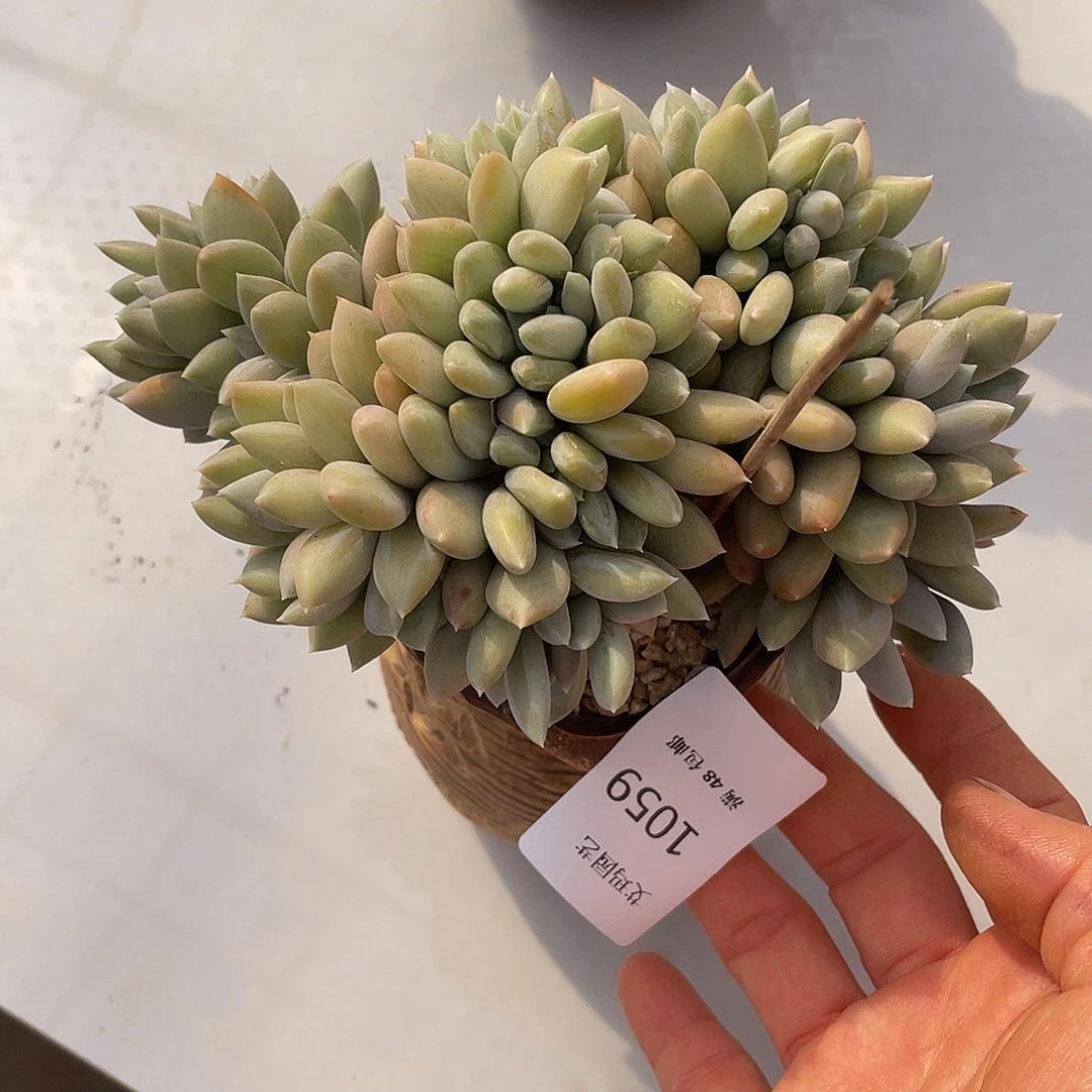 胖美人缀059 多肉多肉多肉