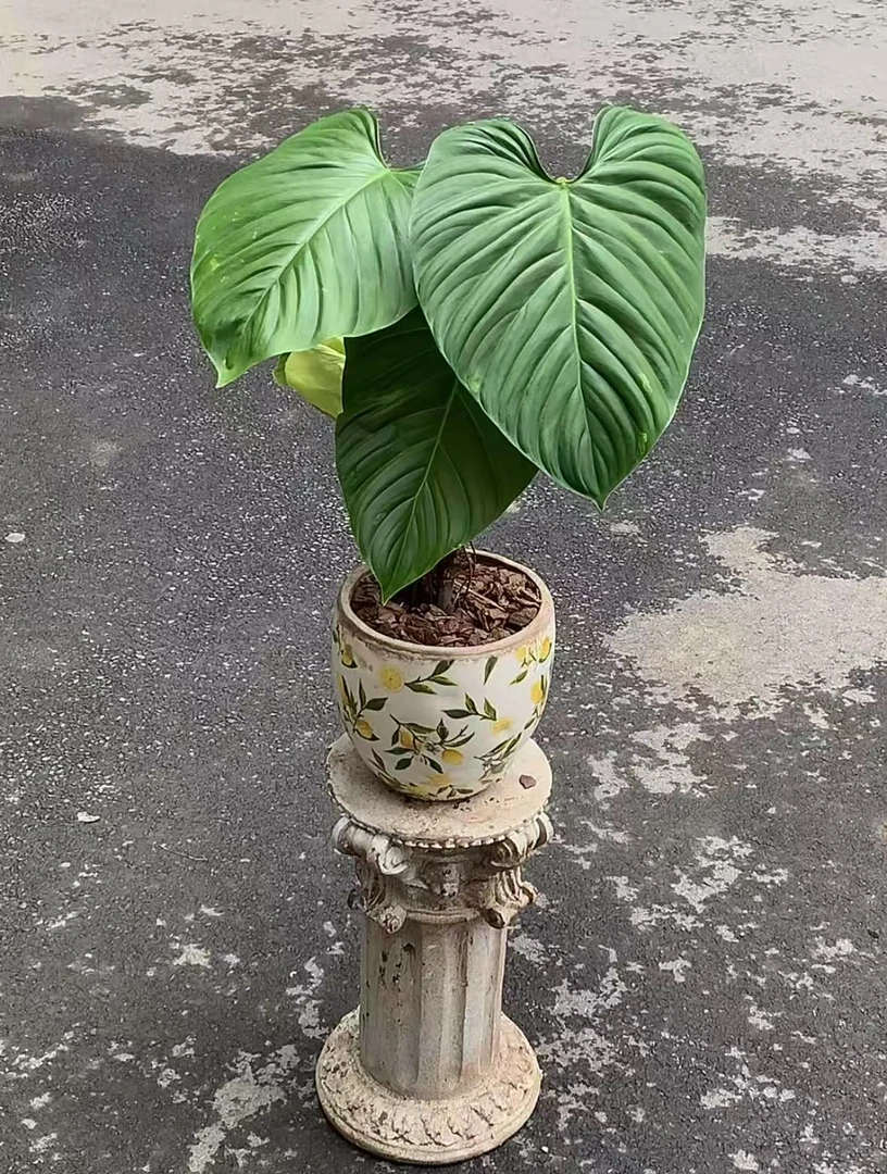 原盆南嘉蔓绿绒热带风情的室内观叶植物