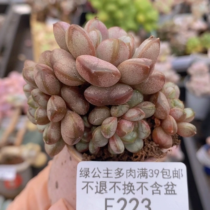 葡萄7cm223多肉植物