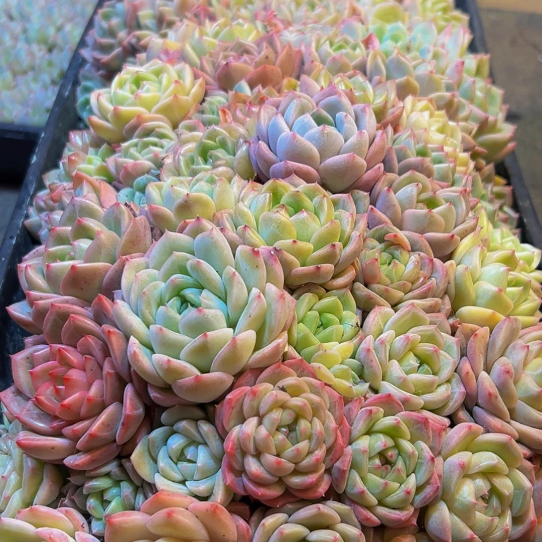 812多肉葡萄领导的关心支持