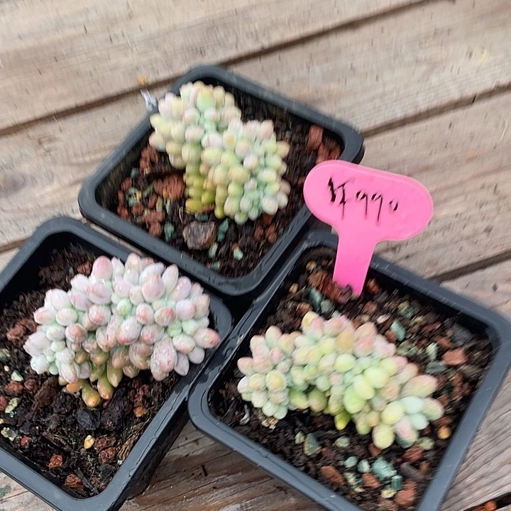 三盆汤圆缀化多肉植物