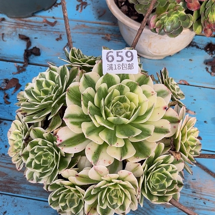659伊丽莎白朵朵刚发根