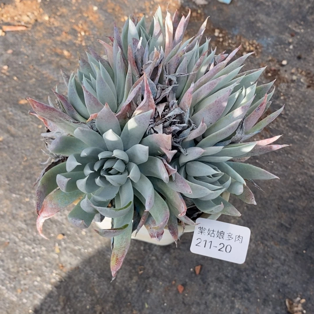 20号雪花小可爱呀