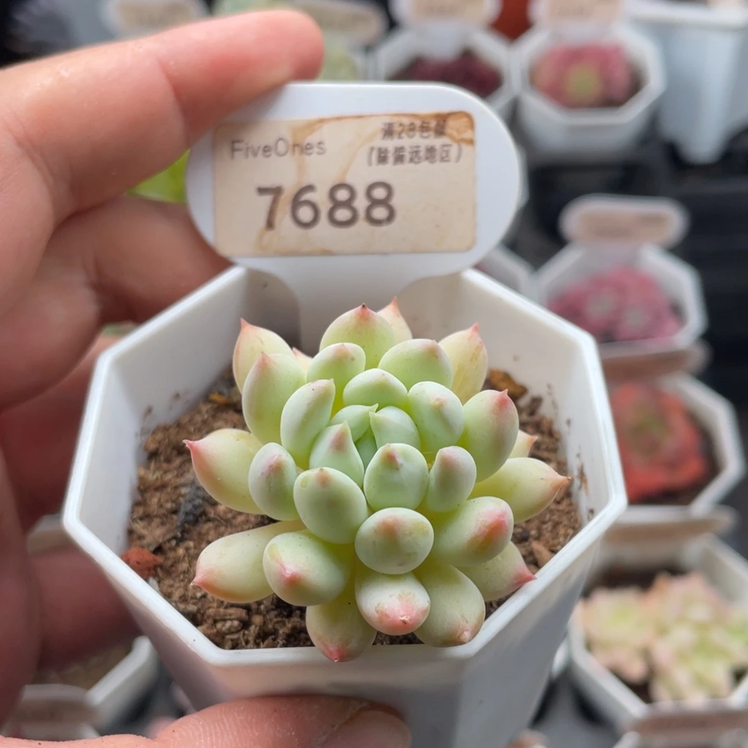 明珠7688-4.0厘米