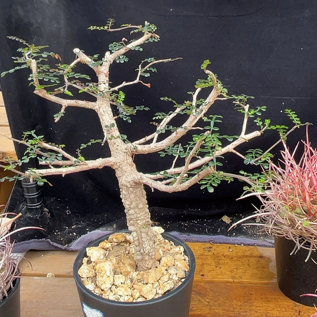 汤圆植物裂加漆树