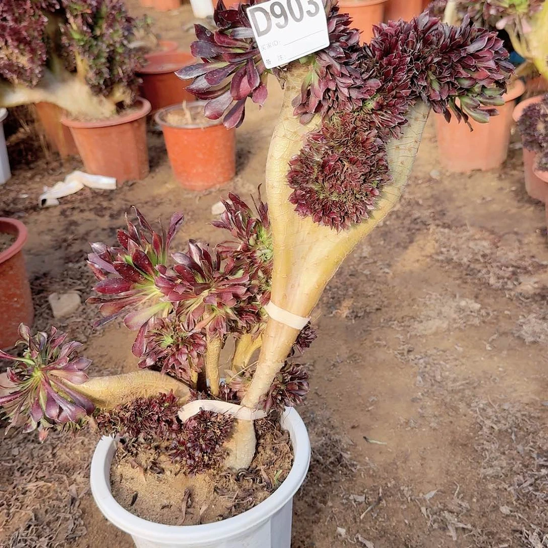 903黑法师一颗呀呀