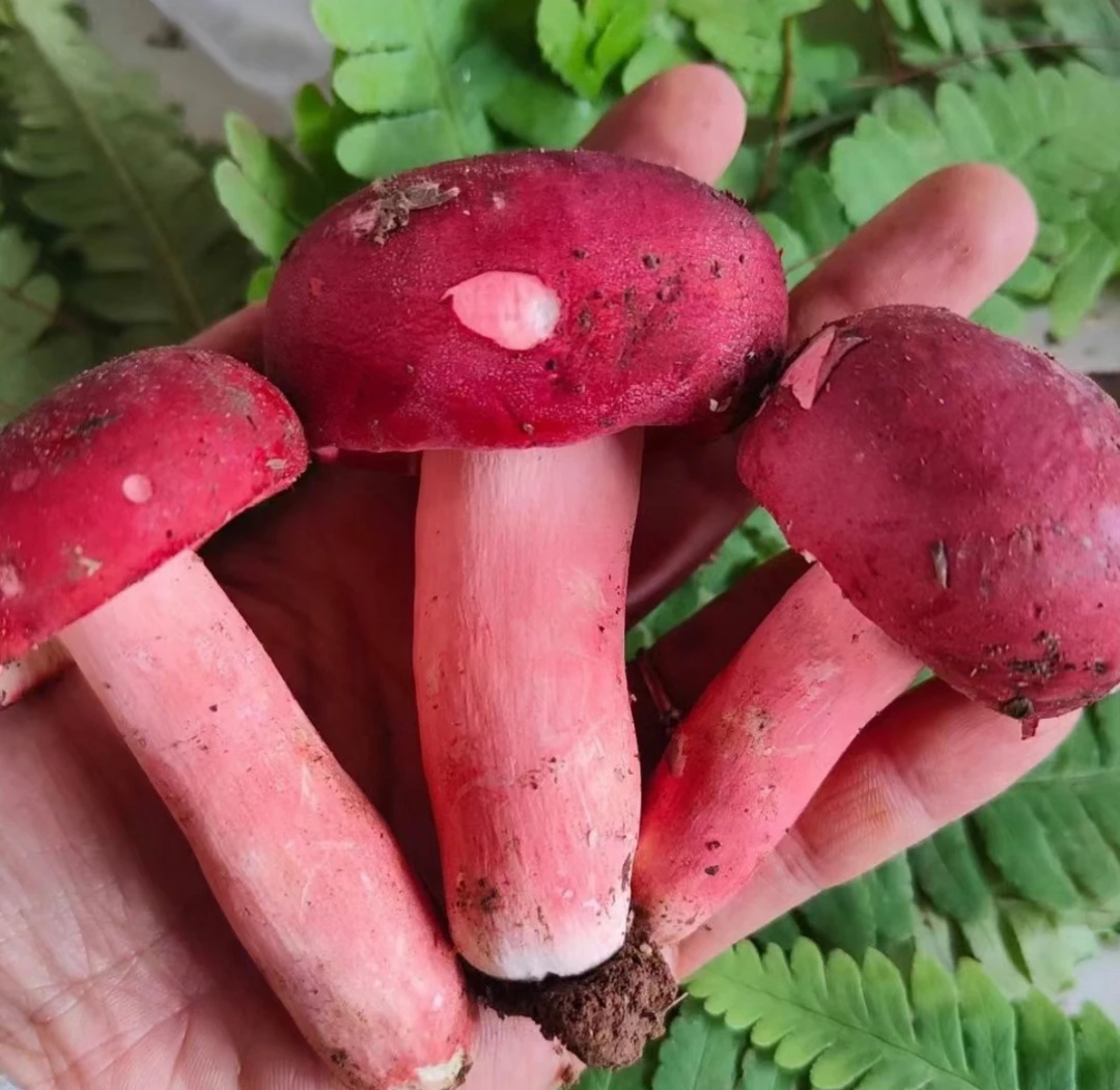 云南新鲜红菇精选野生山珍食用蘑菇美味美人菇