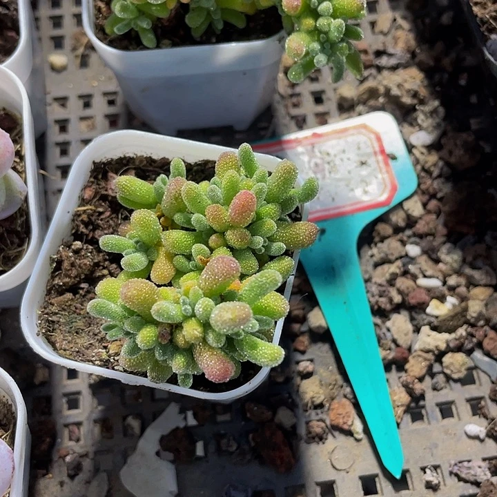 冰晶枝干5.8带盆土