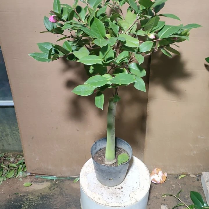 74姚黄，原盆原土发货，不包邮