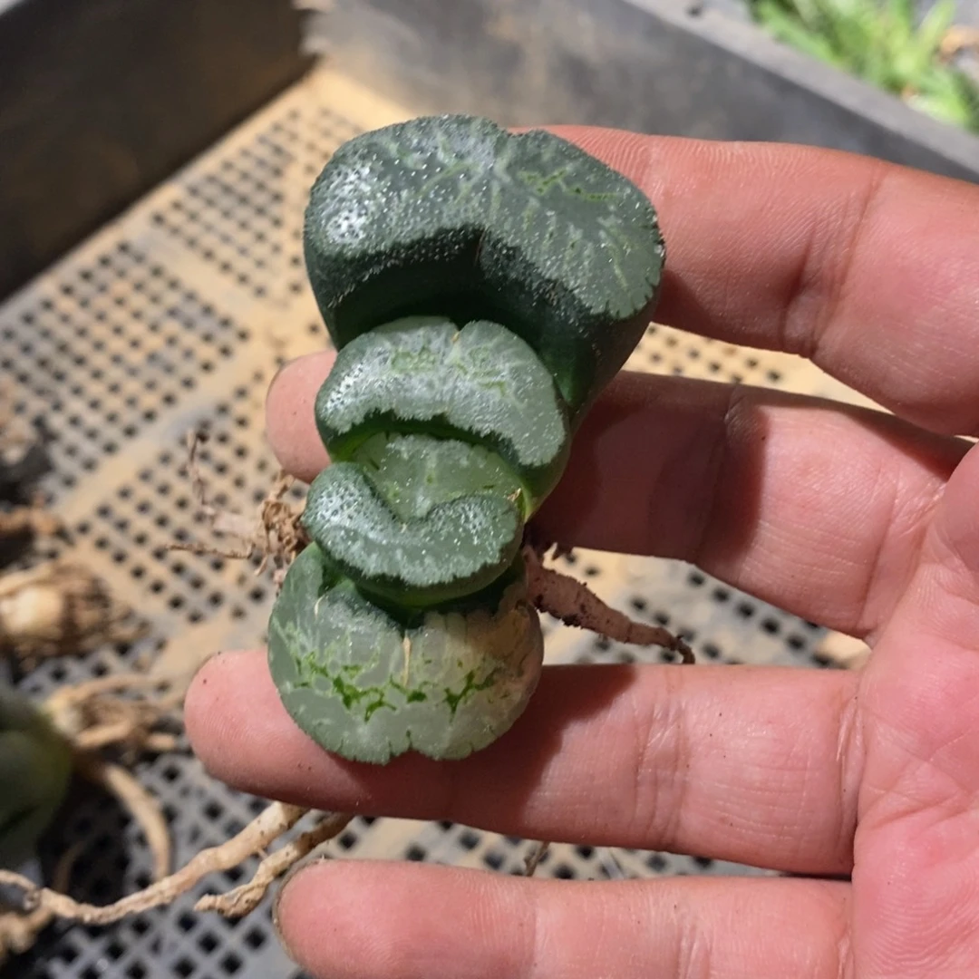 周*4113 一颗福利。