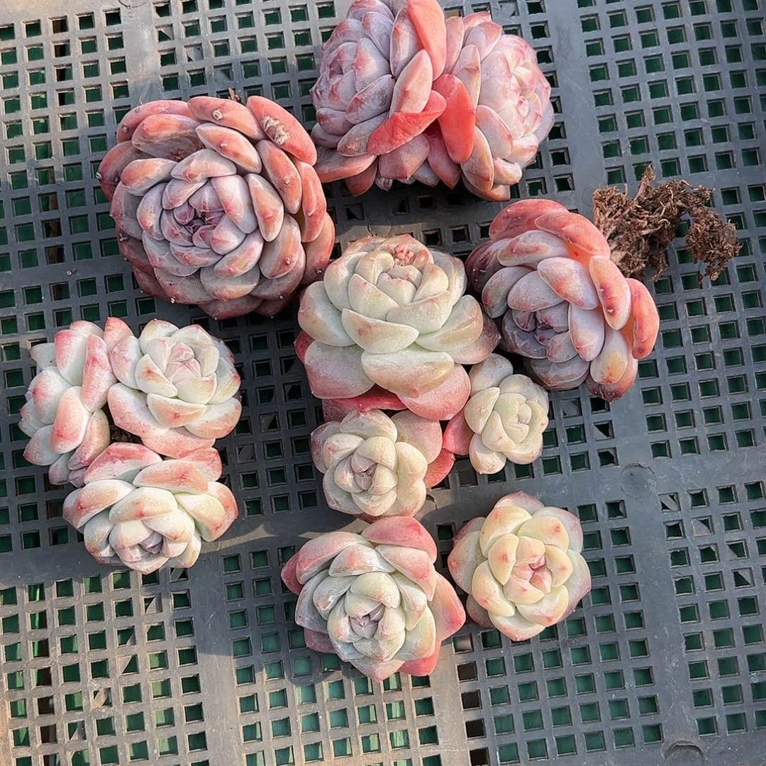 cjgjggghghhjbnnjjbbh