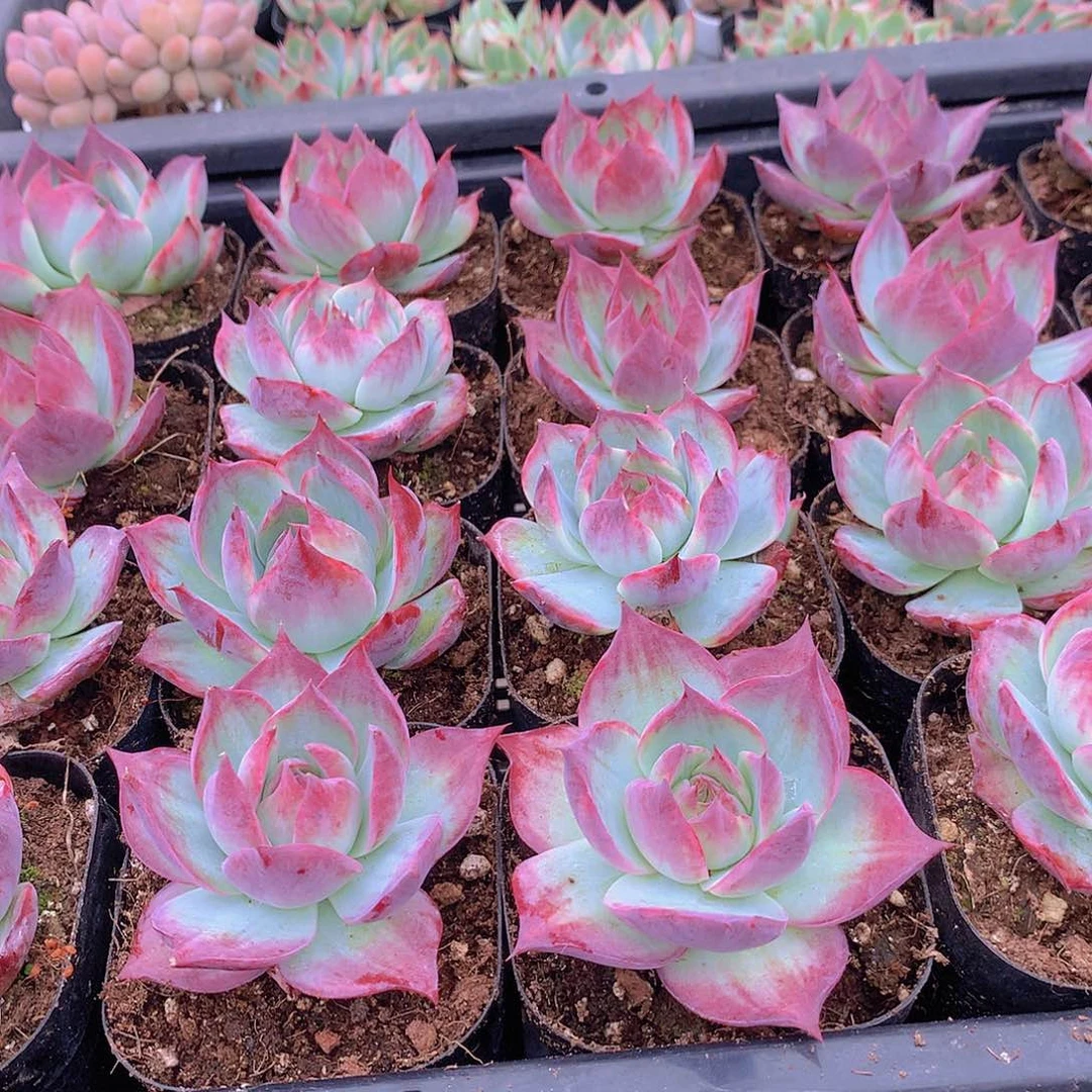 惊鸿仙子345678999999900