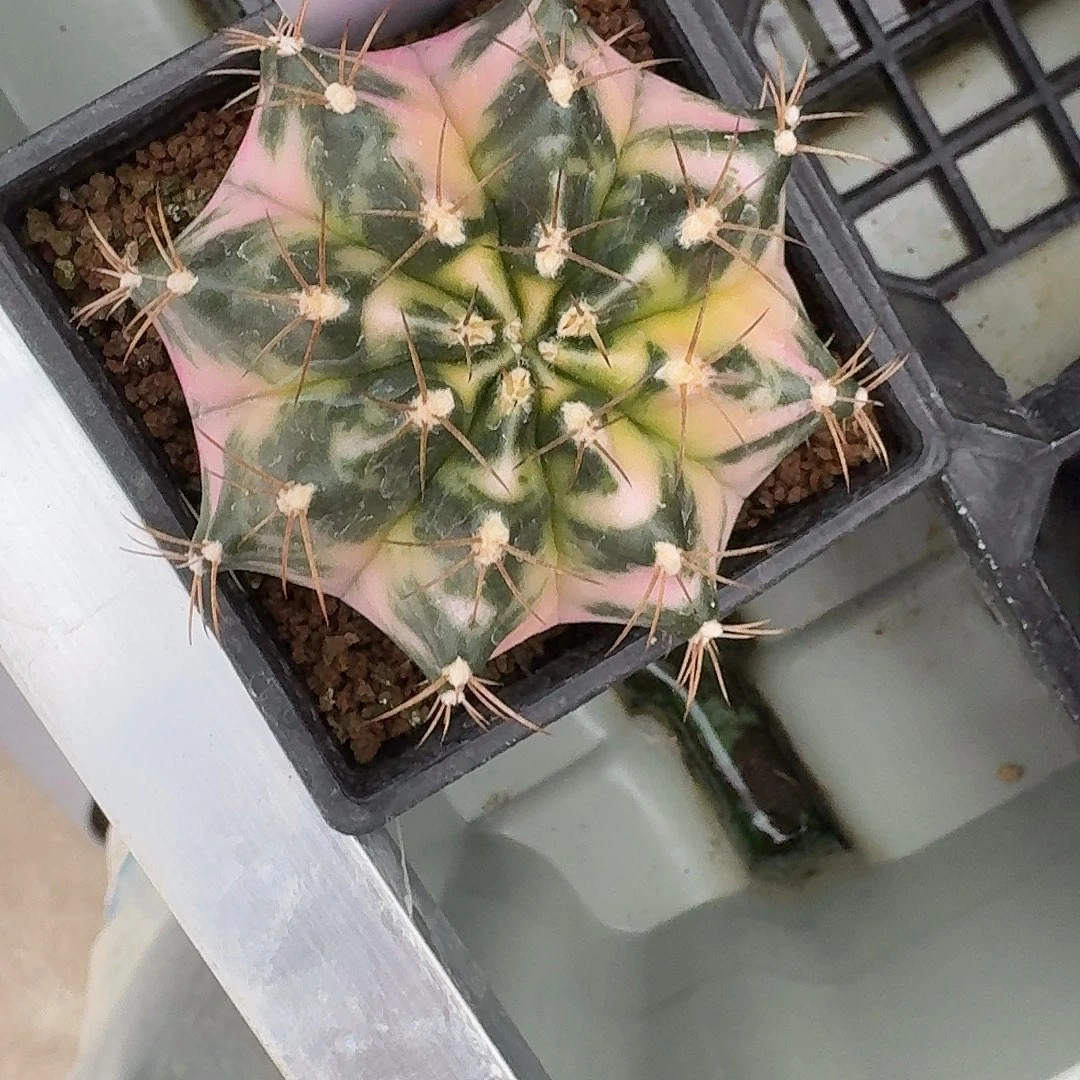 L243-1130广东发货 白衣天使