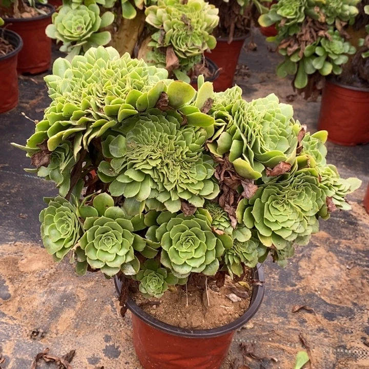 绿羊绒缀多肉植物021