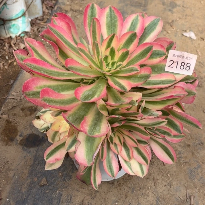 香妃多肉法师2188