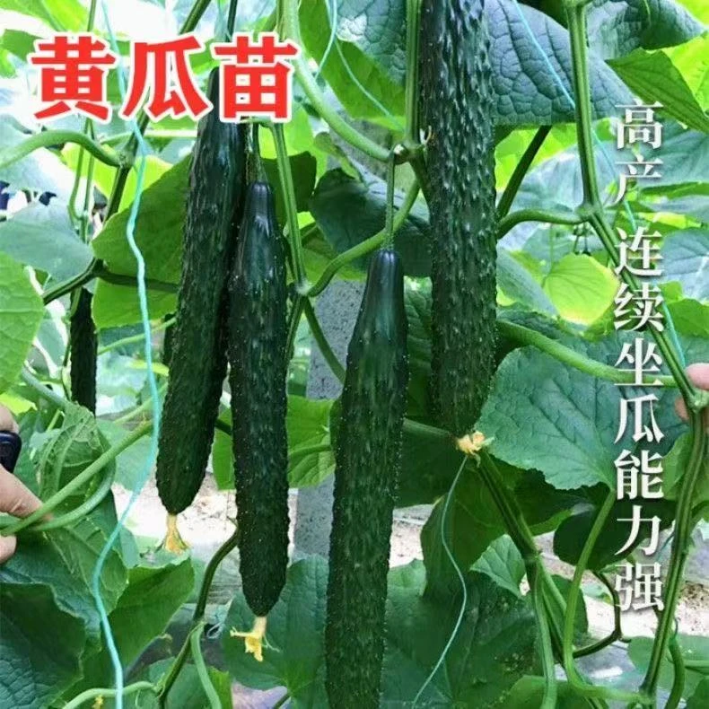 密刺大黄瓜苗水果黄瓜苗玉女小黄瓜苗旱黄瓜苗荷兰黄瓜苗四季菜苗