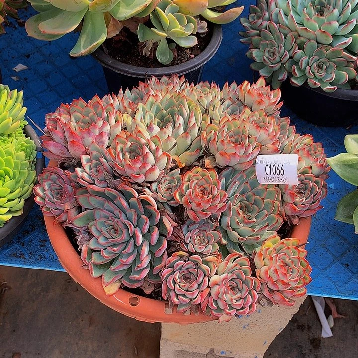 你***子       荷花多肉01066